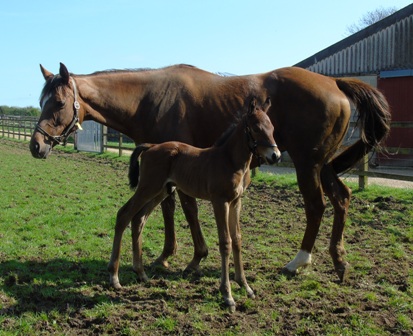 2018 colt by Oasis Dream